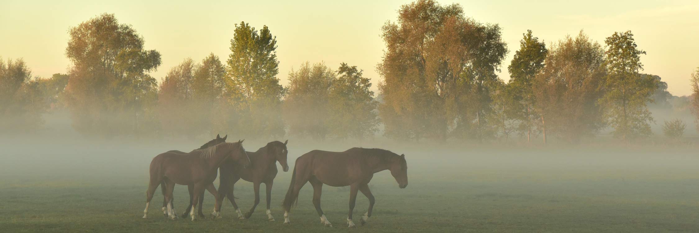 Pferde Herbst